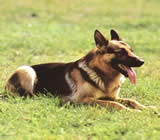 Adestramento de cães em Caxias do Sul