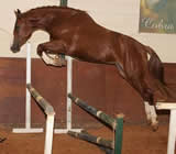 Haras e Hípicas em Caxias do Sul